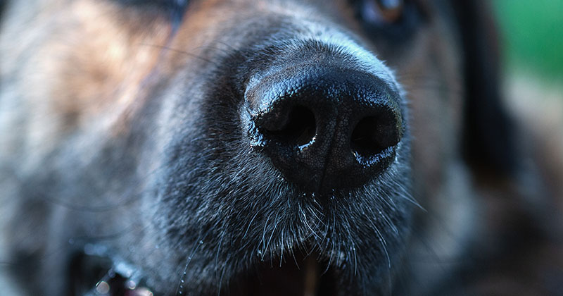 Introducing Canine Nosework! - Perfect Pet Resort