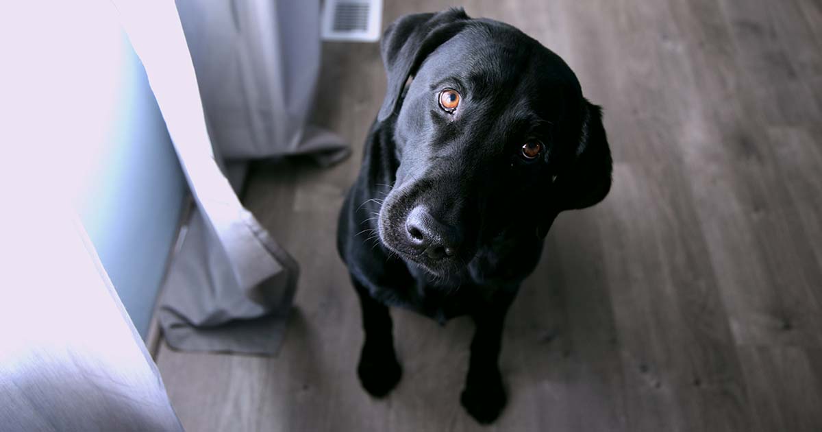 Indoor Games for Dogs